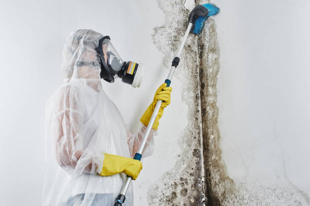 Best White Mold Remediation in Ithaca, MI