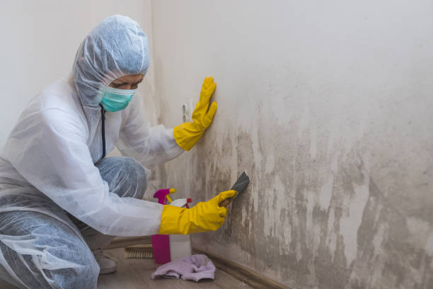 Best Basement Mold Remediation in Ithaca, MI