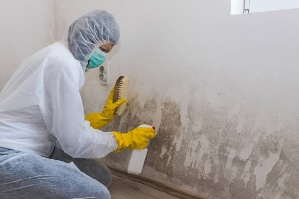Best Bathroom Mold Remediation in Ithaca, MI