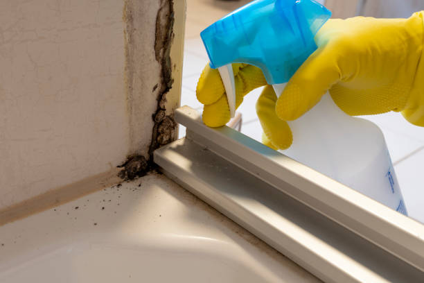 Best Mold Remediation for Specific Building Types in Ithaca, MI
