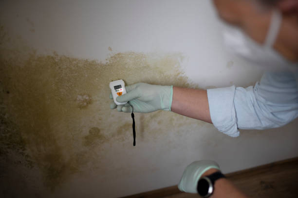Best Insurance-Related Mold Remediation in Ithaca, MI