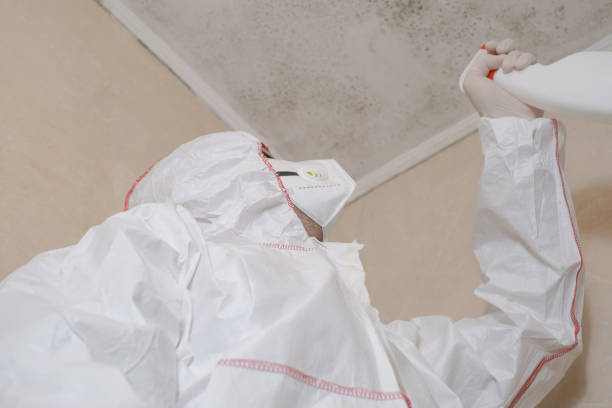 Best Mold Remediation for Schools in Ithaca, MI