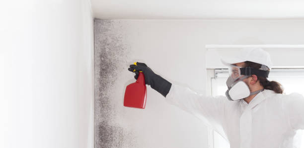Best Industrial Mold Remediation in Ithaca, MI