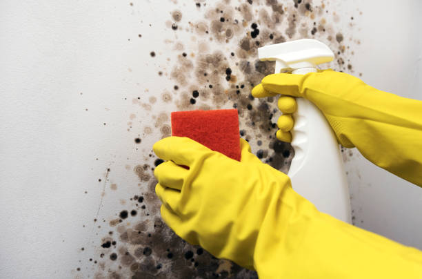 Best Basement Mold Remediation in Ithaca, MI
