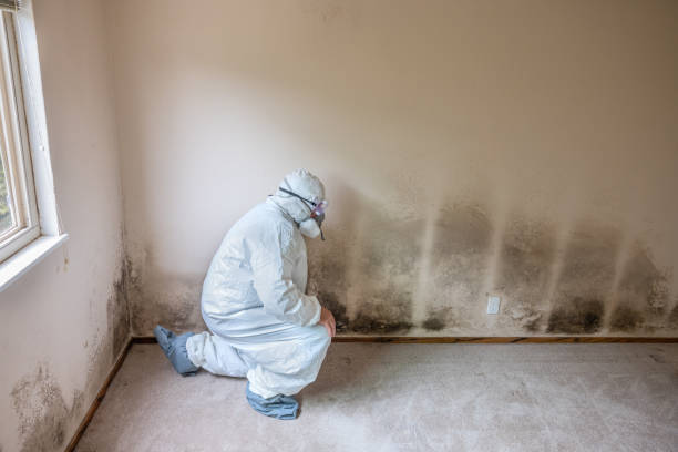 Best Post-Flood Mold Remediation in Ithaca, MI