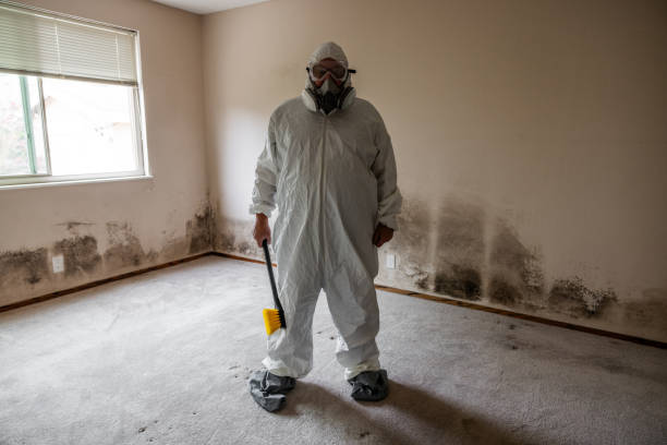 Best Residential Mold Remediation in Ithaca, MI