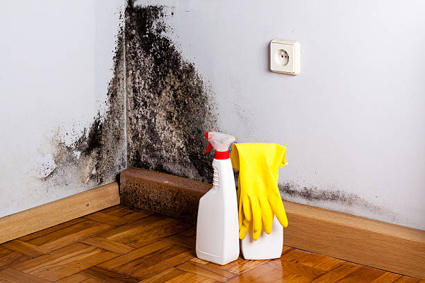 Best Black Mold Remediation in Ithaca, MI