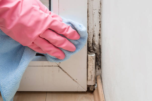 Best Commercial Mold Remediation in Ithaca, MI